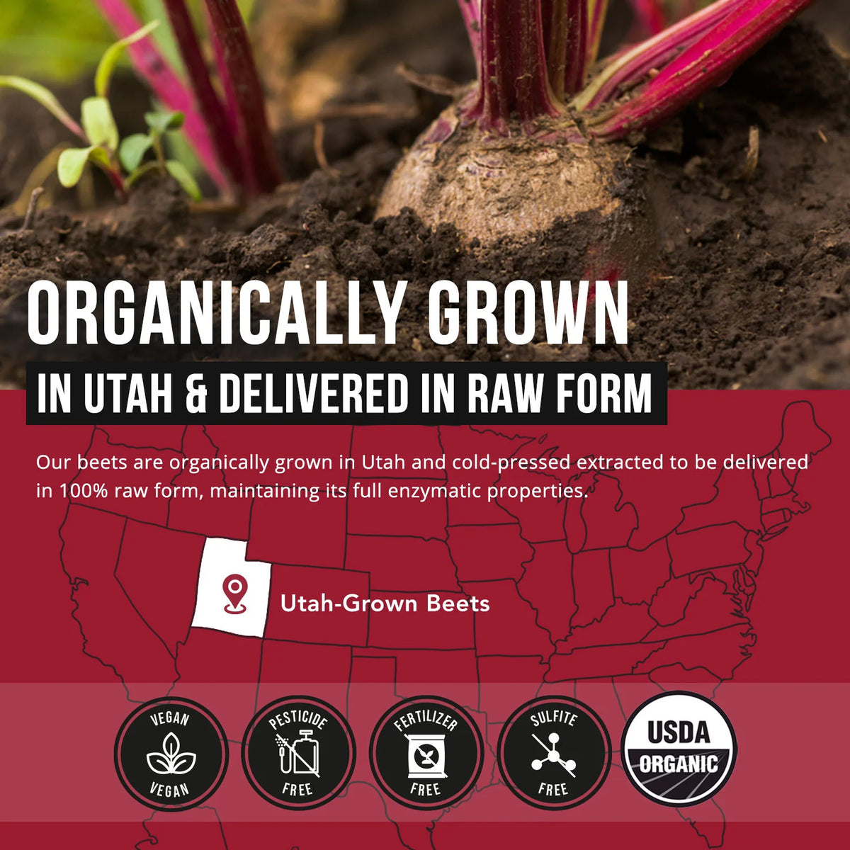 BioBeet Beetroot Extract 1,350 MG